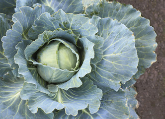 Obraz premium Green cabbage