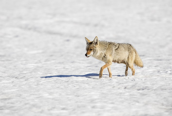 Fototapeta na wymiar Coyote walking in snow, nursing mother