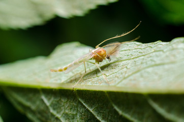 Little mosquito