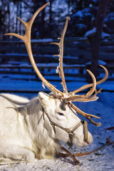 White Reindeer at farm in Lapland Northern Finland night