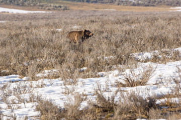 Grizzlybär im Hayden Valley des Yellowstone Nationalpark, Wyoming