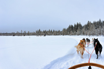 Husky dogs sledges on frozen winter lake Lapland Northern Finland