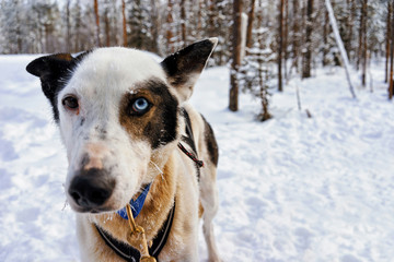 Husky dog at winter Rovaniemi Lapland Northern Finland
