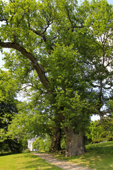 Fototapeta na wymiar Old Oak Trees at the palace garden in Putbus, Ruegen Island