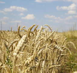 ears of wheat on white