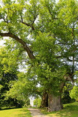 Old Oak Trees at the palace garden in Putbus, Ruegen Island