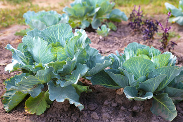 Green cabbage