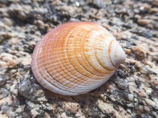 Shell on stone