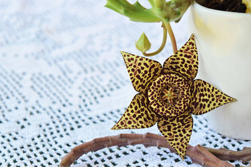 Starfish cactus flower