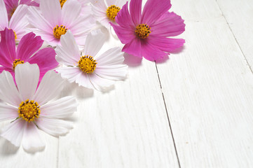 Obraz premium Chamomile on a wooden table