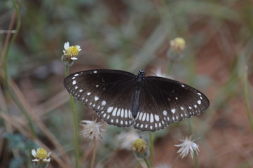 Common crow butterfly (Euploea core)