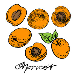 Apricot set. Graphic hand drawn vector illustration.