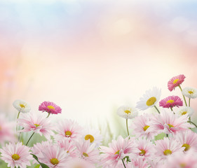 Pink and white flowers blossom
