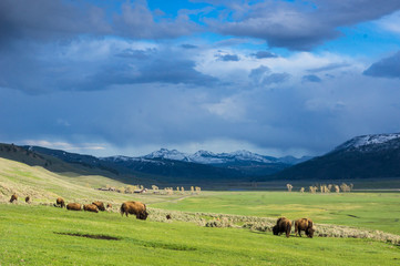 Fototapeta premium saftig grünes Lamar Valley mit Bison Herde im Yellowstone Nationalpark, Wyoming