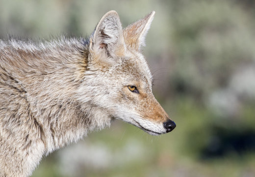 Coyote portrait with green background, side view