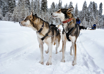 Fototapeta na wymiar People on Husky dogs sleighs in winter forest Northern Finland