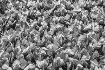 Obraz premium Many white butterflies background