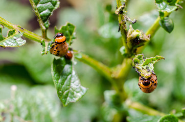 Colorado potato beetle