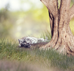 White tiger resting