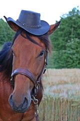 braunes Pferdeportrait mit einem Hut auf dem Kopf