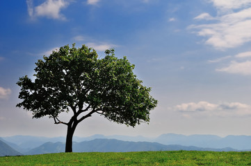 Obraz premium Lonely tree on the alpine meadow