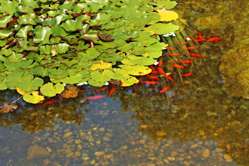 red fish and water lilies