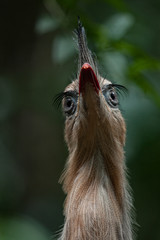 The red-legged seriema or crested cariama (Cariama cristata)