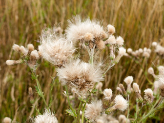 white fluffy milk thistle reed heads swaying in wind