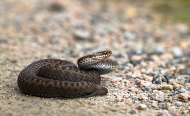 Brown female of Common European Adder, Vipera berus, on dirt road