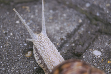 Snail