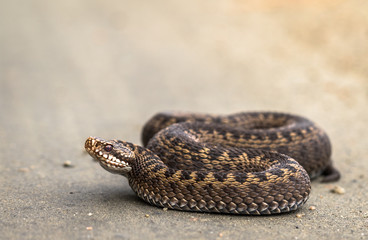 Brown female of Common European Adder, Vipera berus, on dirt road