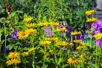 Fototapeta premium Sonnenauge, Heliopsis, und Flammenblumen, Phlox, im Staudengarten im Sommer
