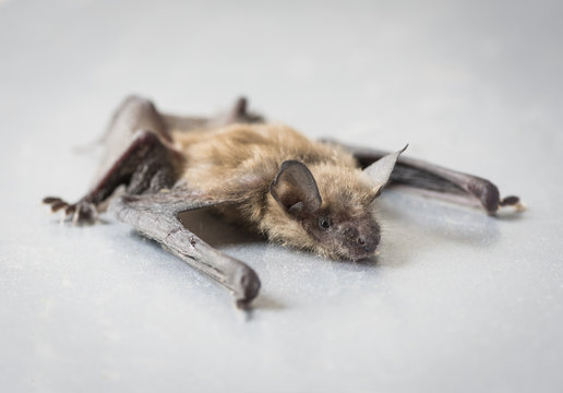 Big Brown Bat