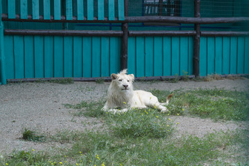 Obraz premium White lion looks