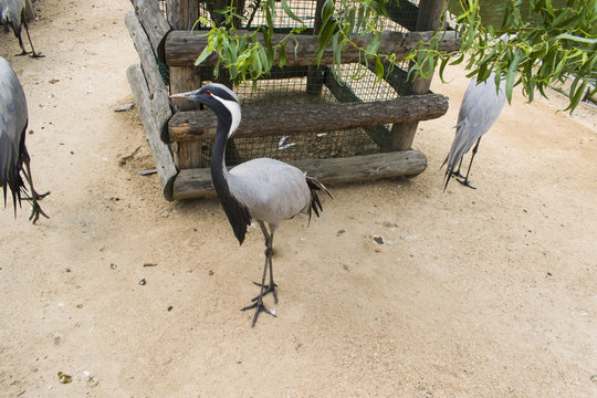Crane-belladonna in the reserve