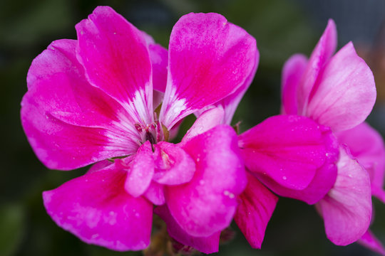 Pink flowers of the pelargonium.