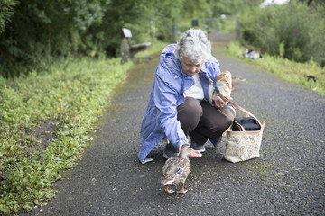 Senior woman feeding the ducks 