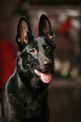 Black german sheepdog portrait