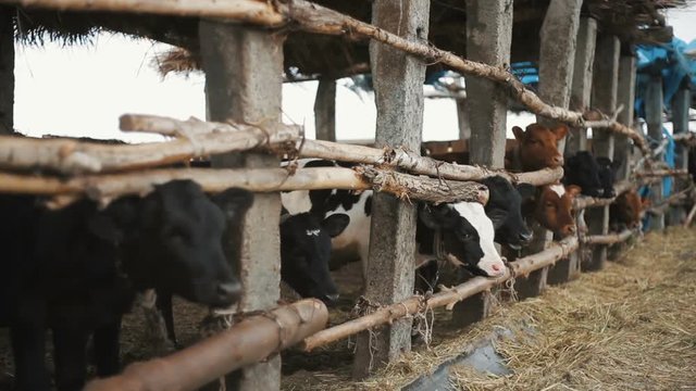 Herd of cows in cowshed on dairy farm