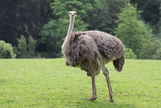 Close portrait of an ostrich standing in a field looking forward against a natural background