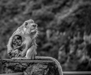 SINGE