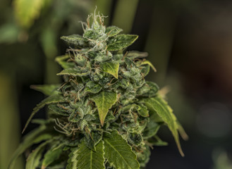 Beautiful aged bloom of S.A.G.E. variety of marijuana