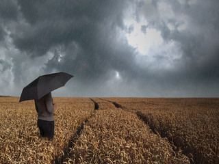 Frau steht mit Regenschirm bei starkem Regen in einem Weizenfeld