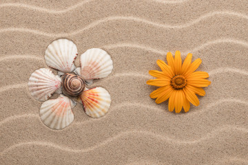 Yellow daisy and chamomile made from seashells lying on dunes.
