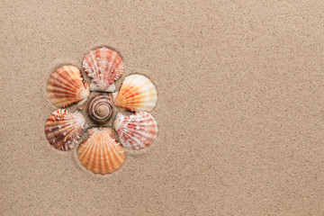 Conceptual daisy made of seashells lying on the sand.