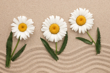 Fototapeta na wymiar White daisies growing on wavy sand. Concept.