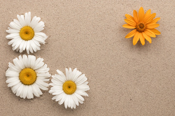 Fototapeta na wymiar Frame of three white and one yellow daisies on the sand.