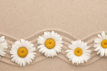 Fototapeta na wymiar Frame of white daisies on wavy sand. Beautiful foto.