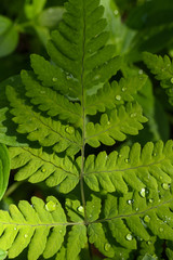 Water drops on the leaves of a fern.