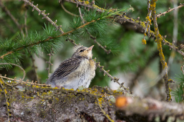 Mountain wildlife. Chick of throstle on a larch. Italian alps, Aosta valley, 1700 meters of altitude.